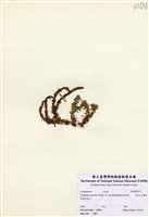 藏品(阿里山千層塔)的圖片